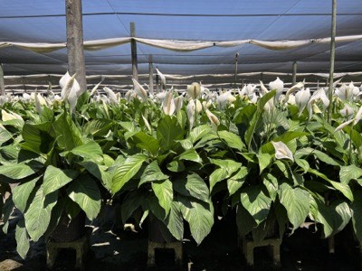 spathiphyllum-peace-lily