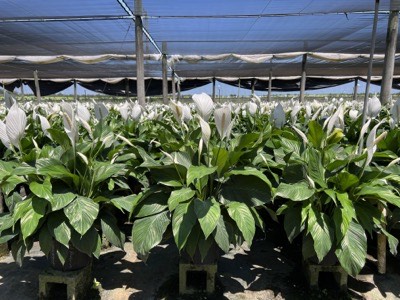 spathiphyllum-peace-lily