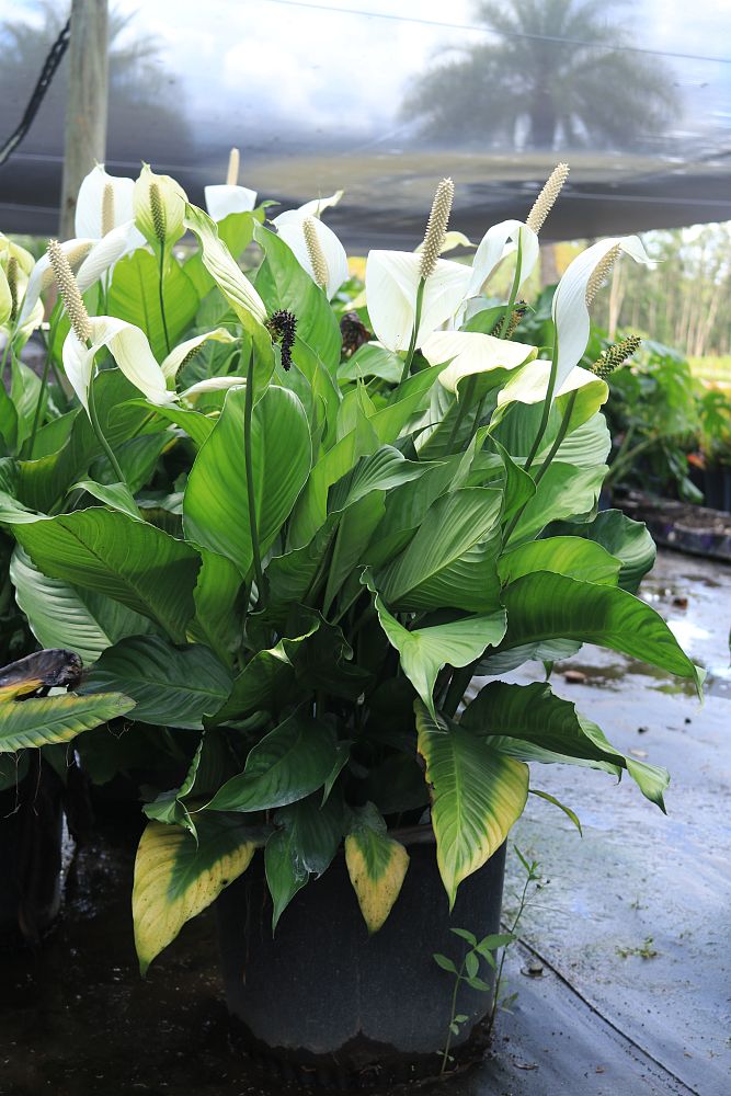 spathiphyllum-peace-lily