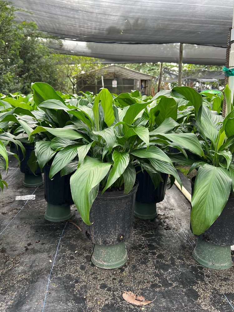 spathiphyllum-peace-lily