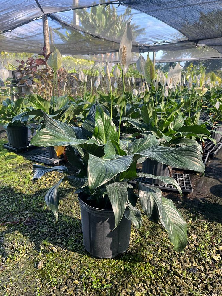 spathiphyllum-peace-lily