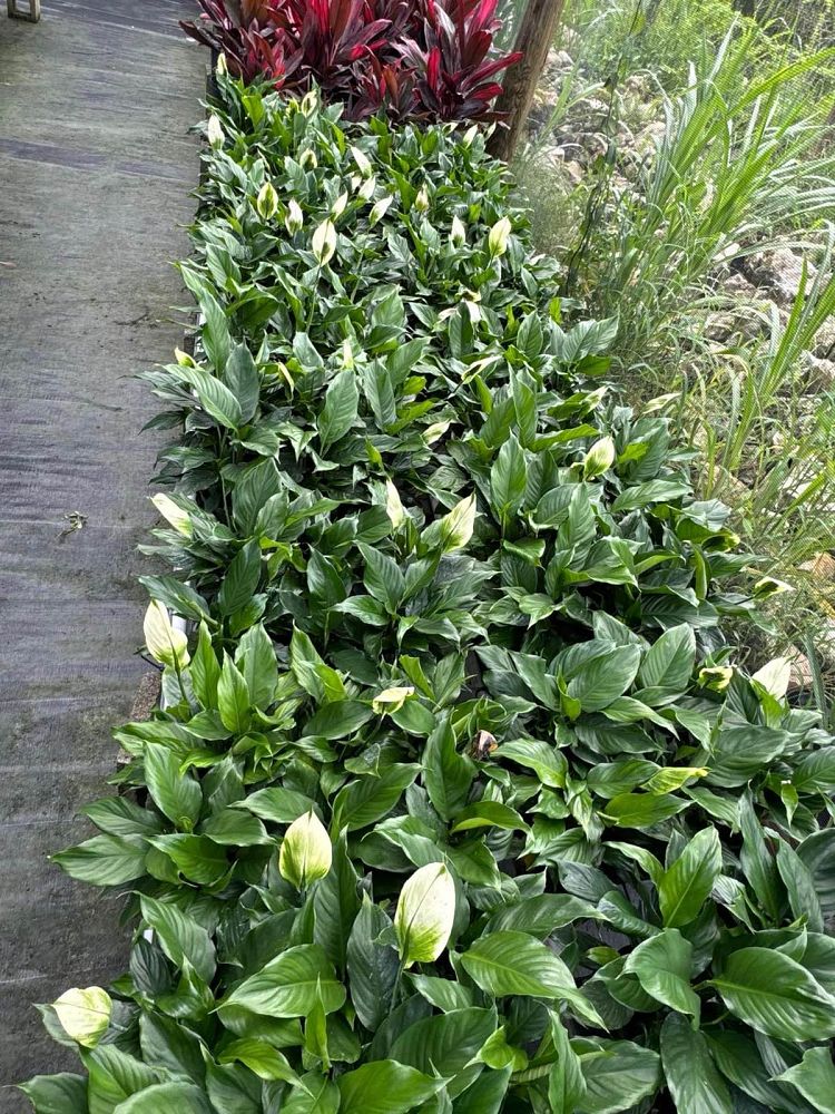 spathiphyllum-peace-lily