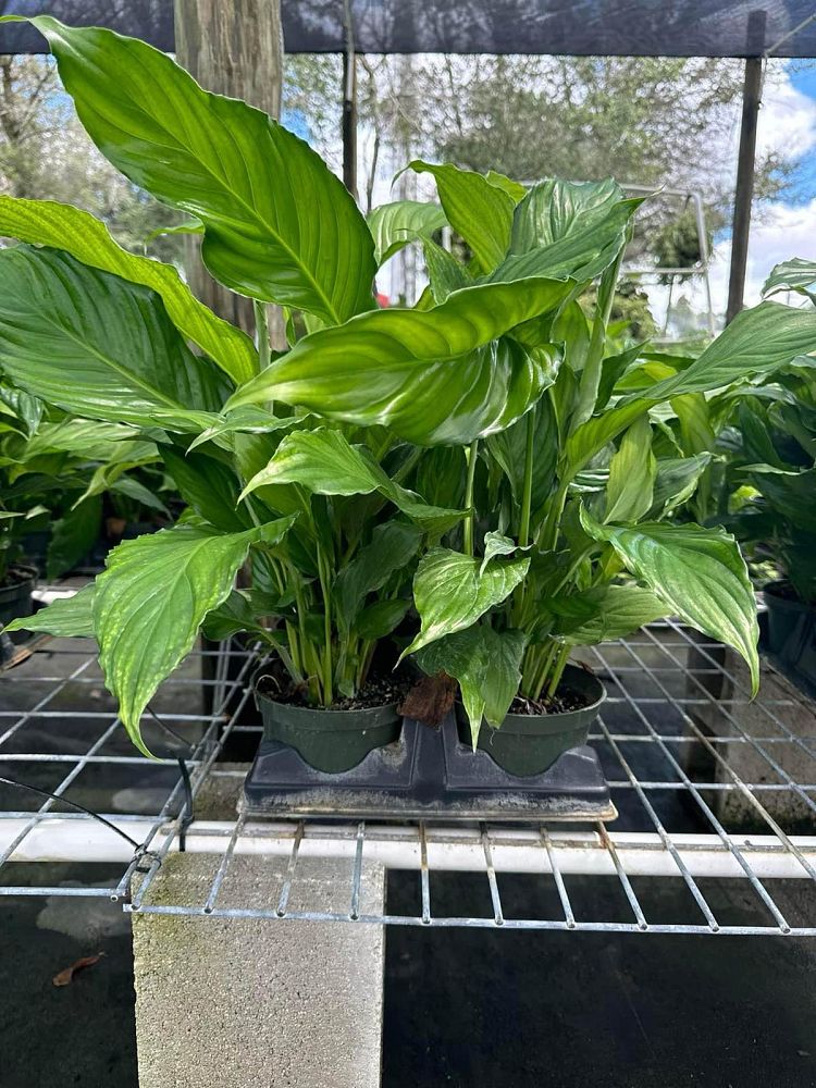 spathiphyllum-peace-lily