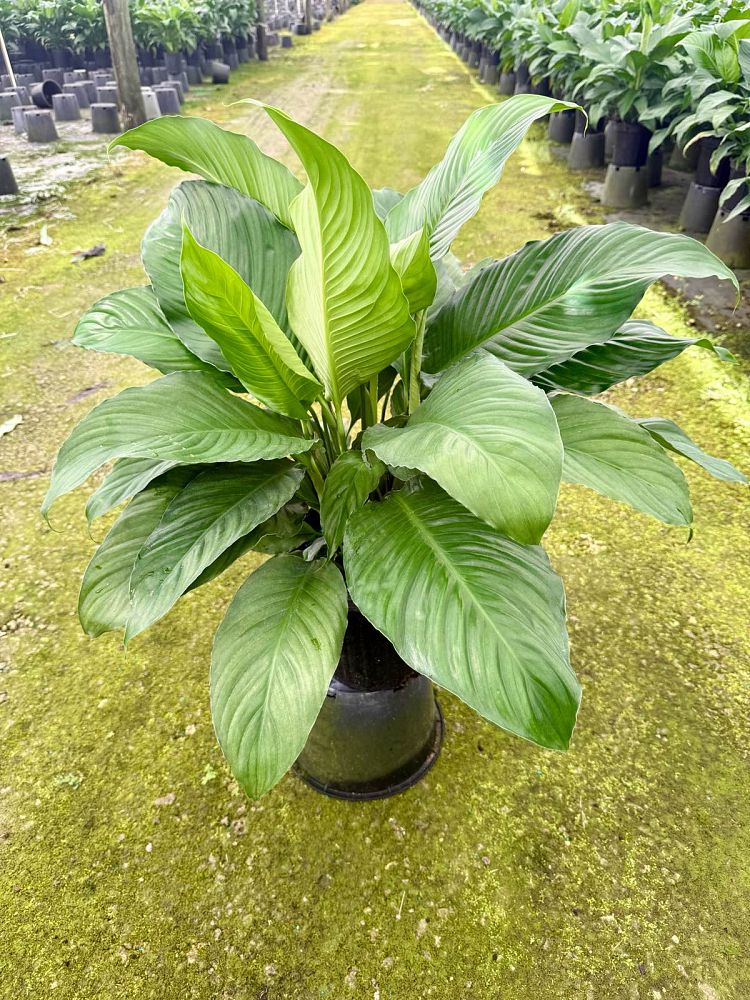 spathiphyllum-peace-lily
