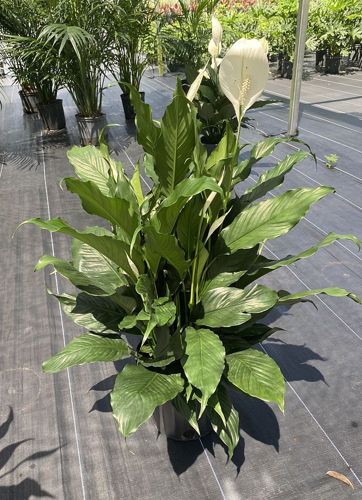 spathiphyllum-peace-lily