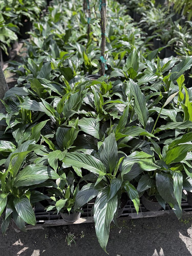 spathiphyllum-peace-lily