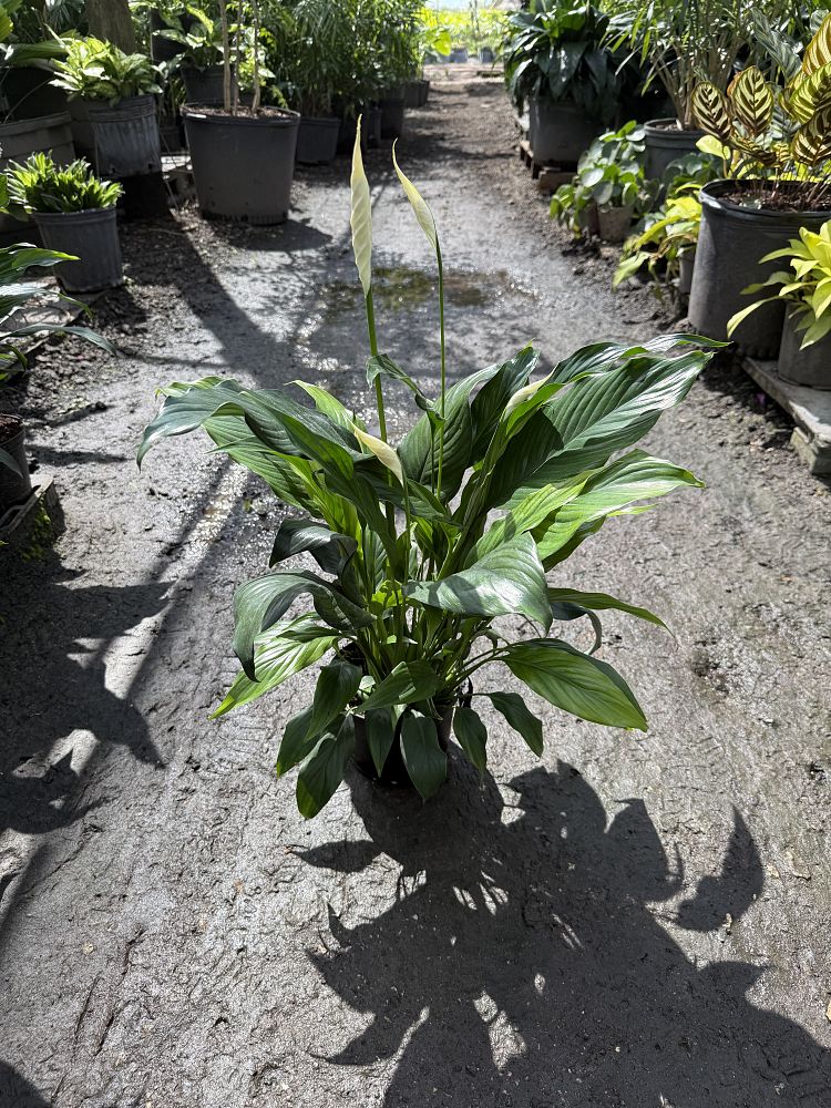 spathiphyllum-peace-lily