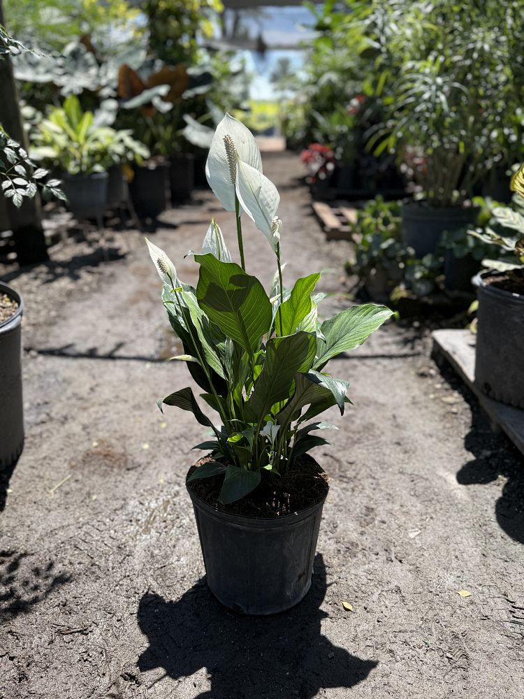spathiphyllum-peace-lily