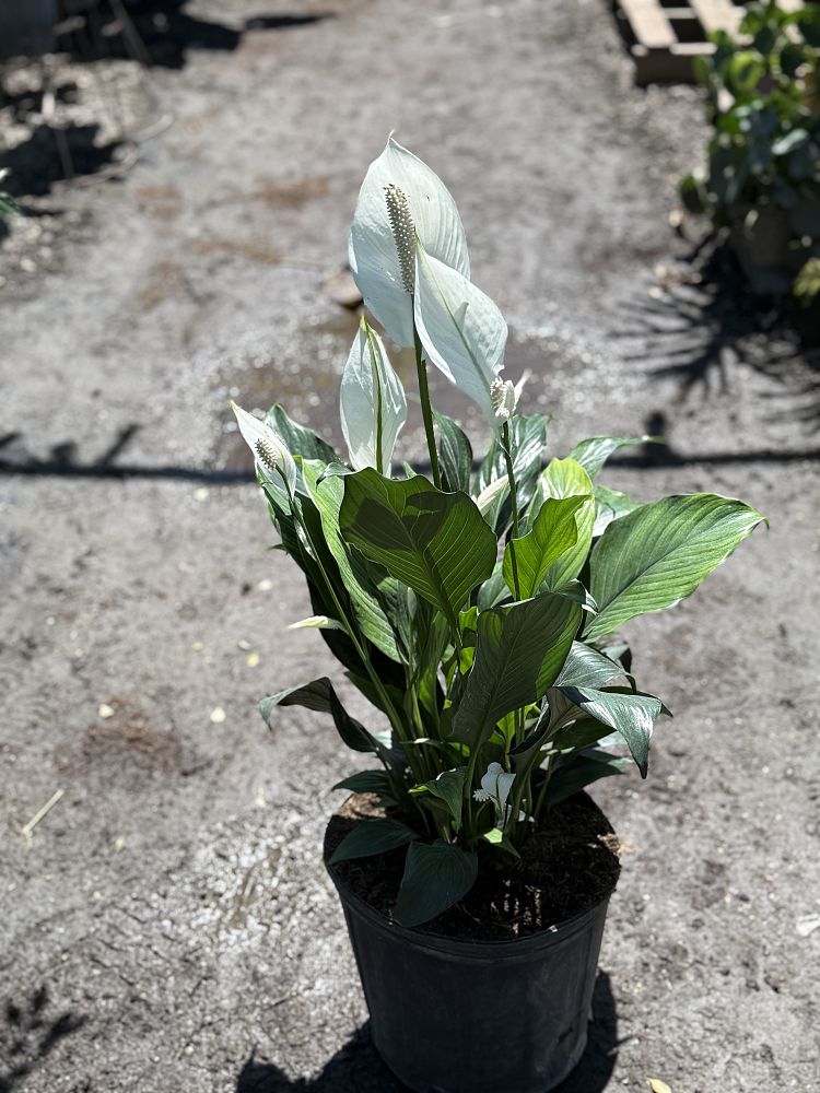 spathiphyllum-peace-lily