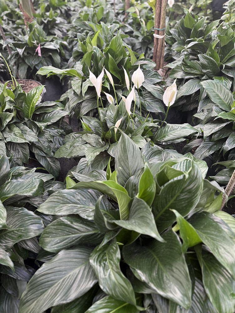 spathiphyllum-peace-lily