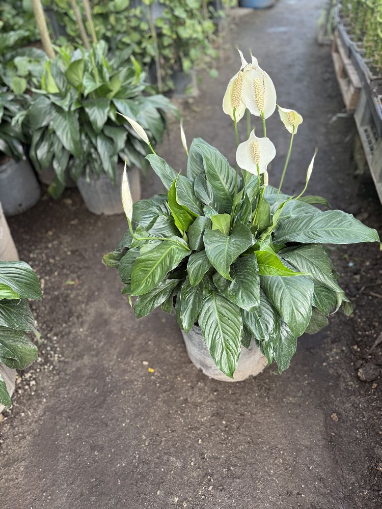 spathiphyllum-peace-lily