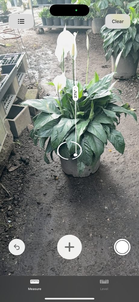 spathiphyllum-peace-lily