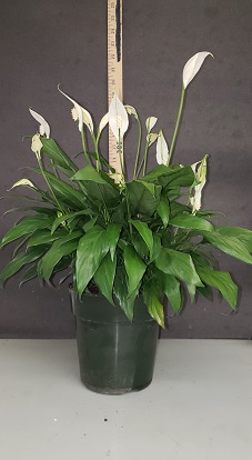 spathiphyllum-petite-spath-peace-lily