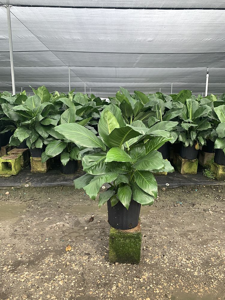spathiphyllum-petite-spath-peace-lily