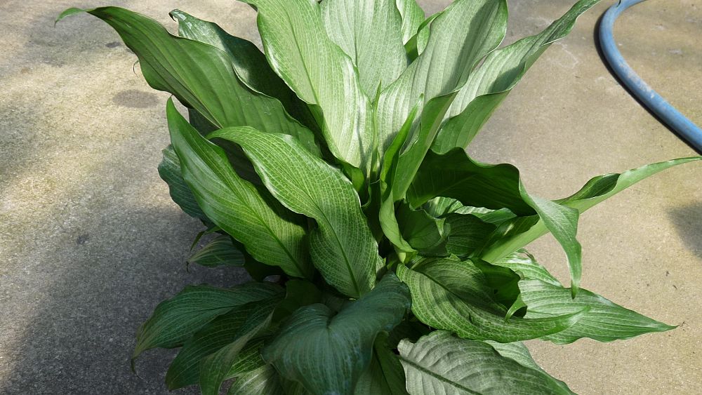 spathiphyllum-platinum-mist-peace-lily