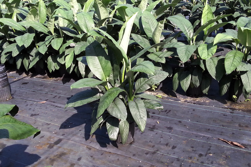 spathiphyllum-sensation-peace-lily