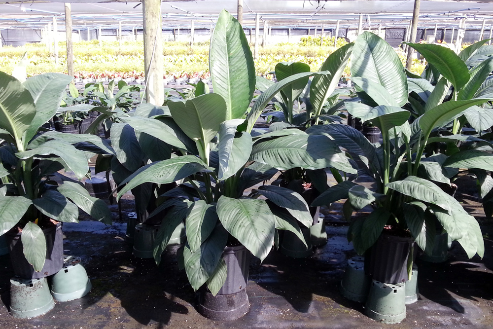 spathiphyllum-sensation-peace-lily