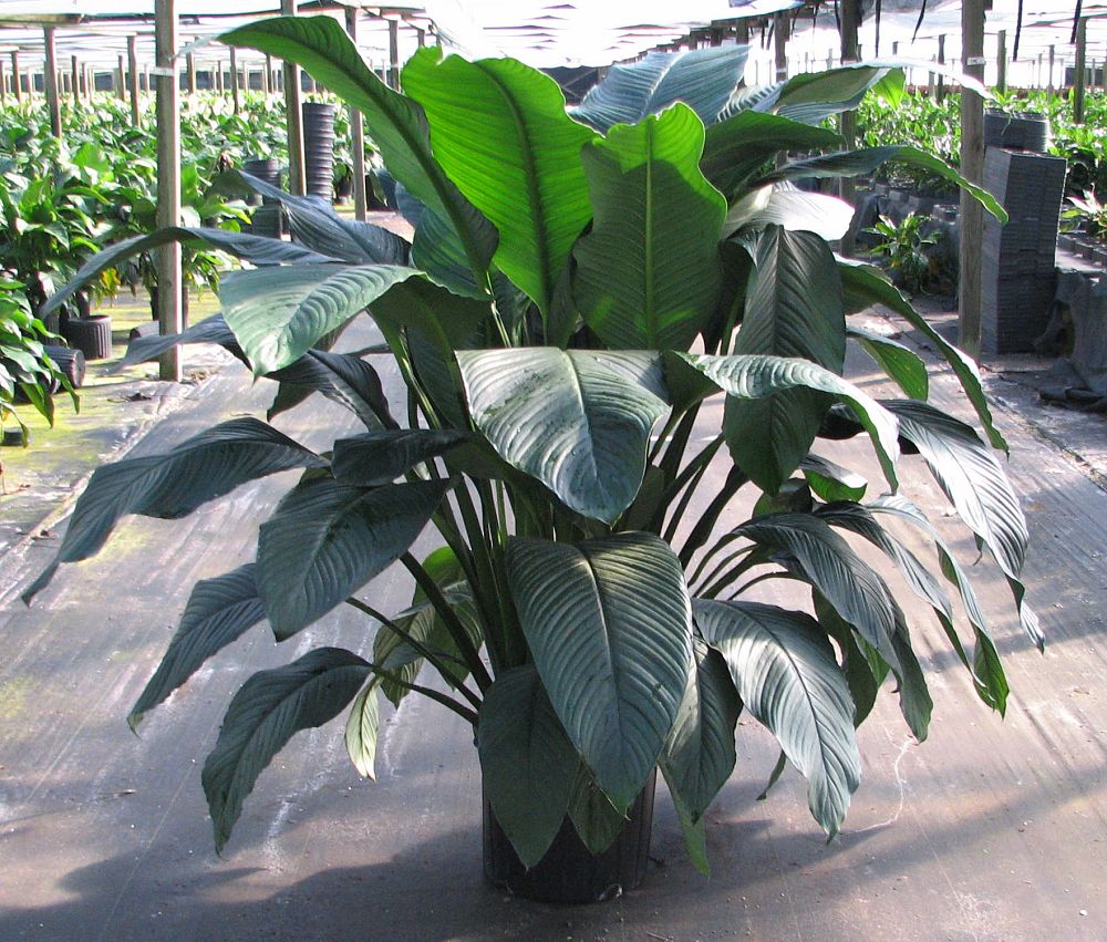 spathiphyllum-sensation-peace-lily