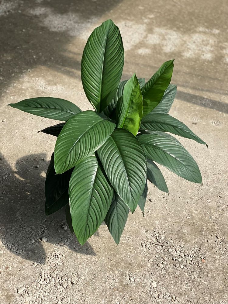 spathiphyllum-sensation-peace-lily