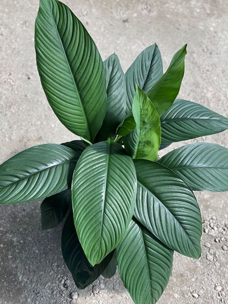 spathiphyllum-sensation-peace-lily