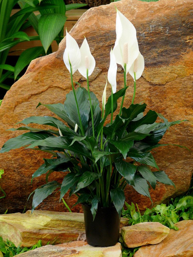 Oglesby Plants International