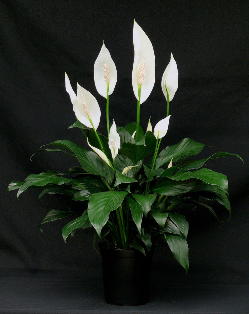 spathiphyllum-star-struck-peace-lily