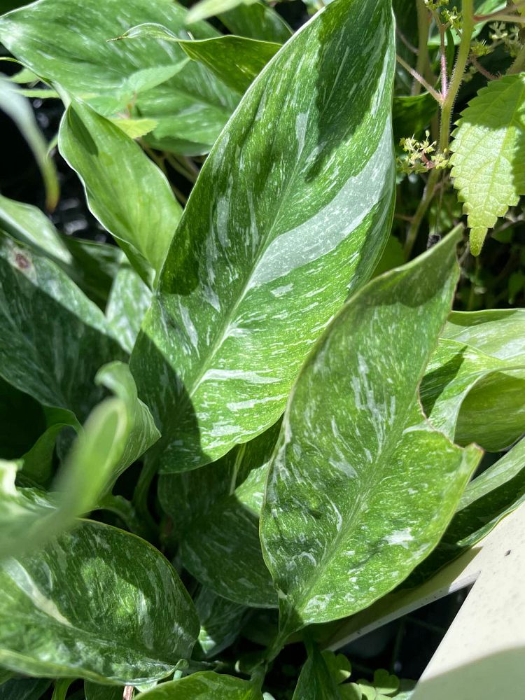 spathiphyllum-stardust-peace-lily