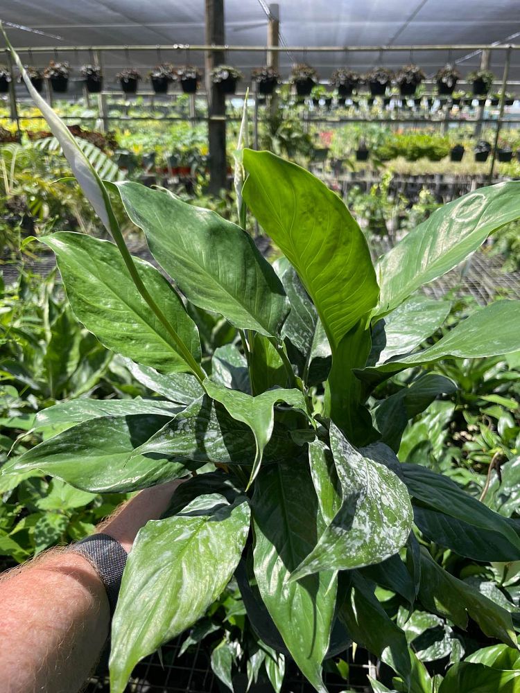 spathiphyllum-stardust-peace-lily