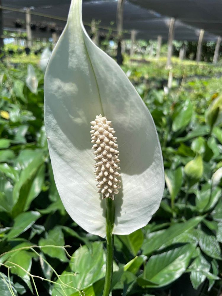 spathiphyllum-stardust-peace-lily