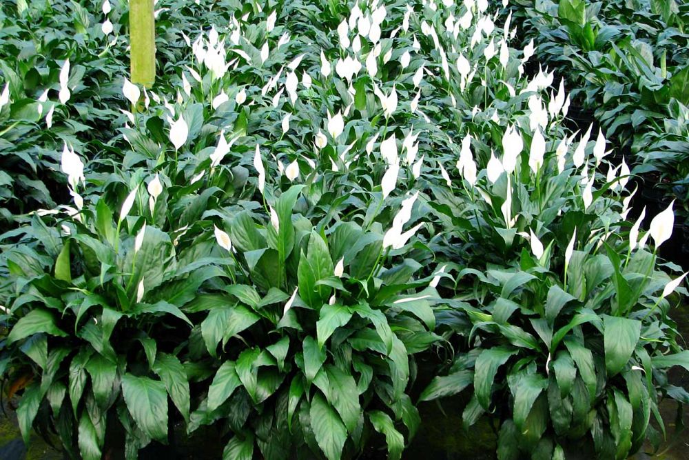 spathiphyllum-sweet-chico-peace-lily