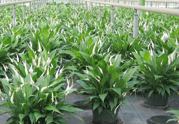 spathiphyllum-sweet-chico-peace-lily