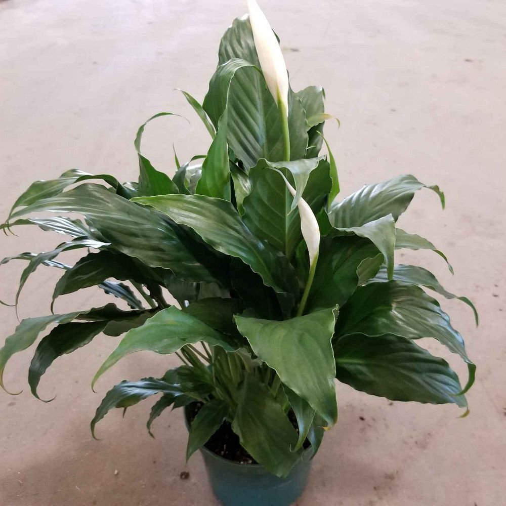 spathiphyllum-sweet-chico-peace-lily