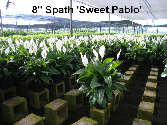 spathiphyllum-sweet-dario-peace-lily