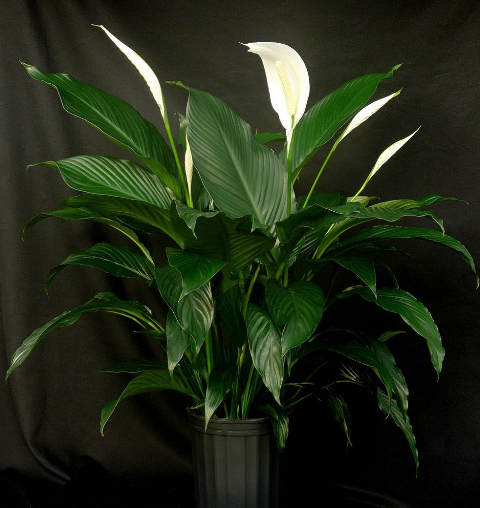 spathiphyllum-sweet-dario-peace-lily
