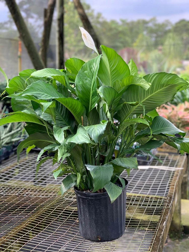 spathiphyllum-sweet-pablo-peace-lily