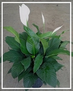 spathiphyllum-sweet-pablo-peace-lily