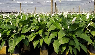 spathiphyllum-sweet-pablo-peace-lily