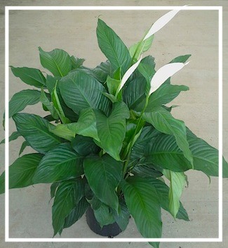 spathiphyllum-sweet-pablo-peace-lily