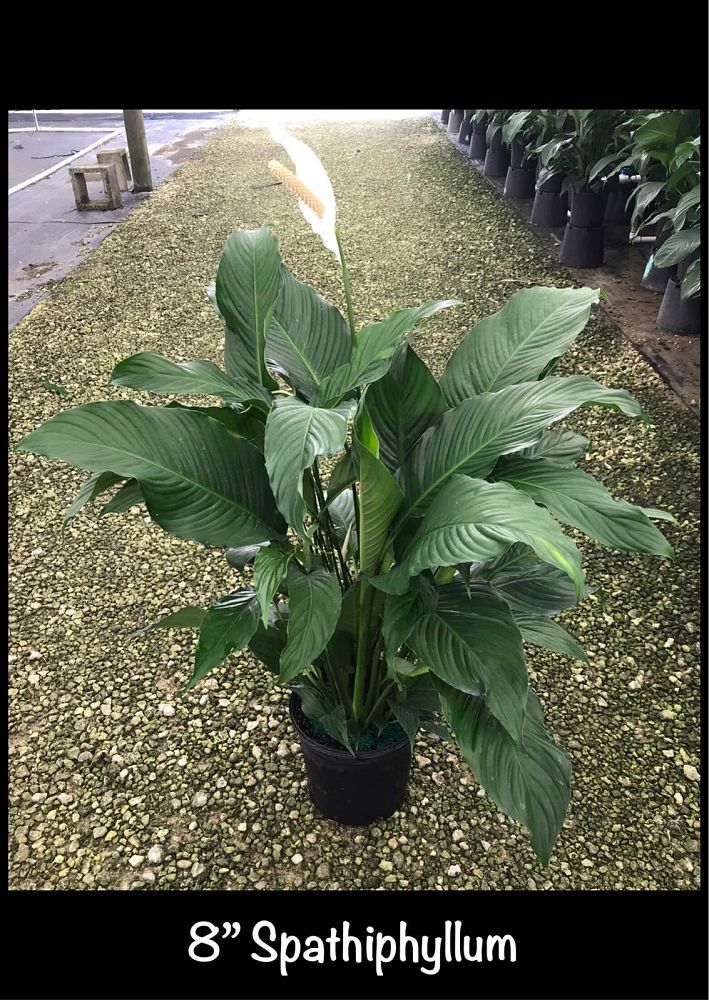 spathiphyllum-sweet-pablo-peace-lily