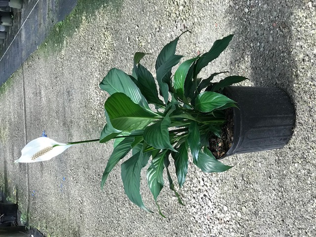 spathiphyllum-sweet-pablo-peace-lily