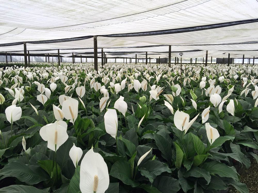 spathiphyllum-sweet-pablo-peace-lily