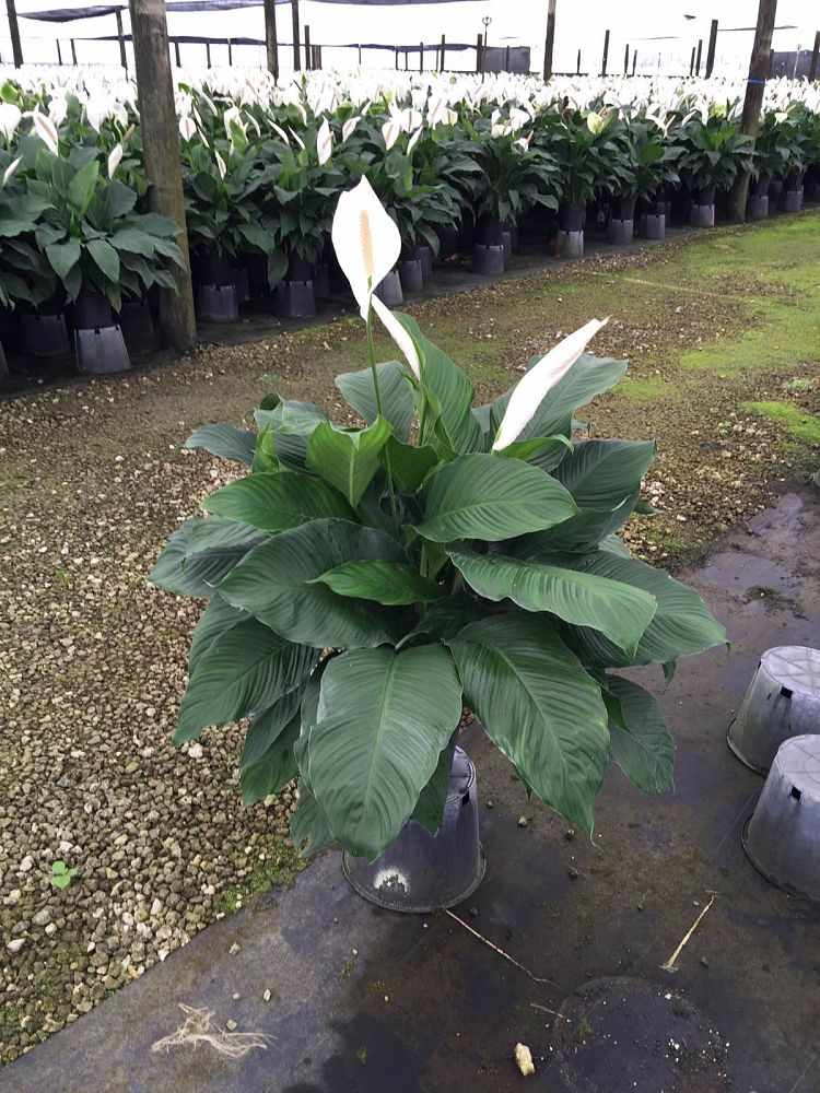 spathiphyllum-sweet-pablo-peace-lily