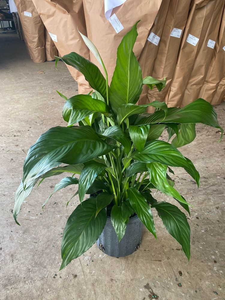 spathiphyllum-sweet-pablo-peace-lily