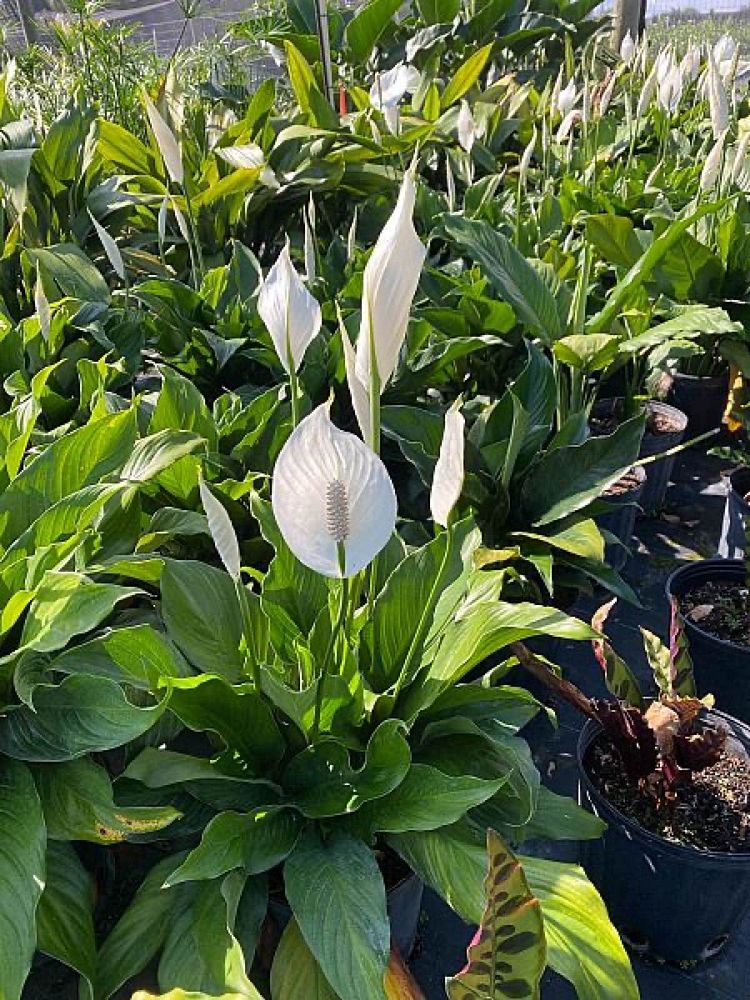spathiphyllum-sweet-pablo-peace-lily