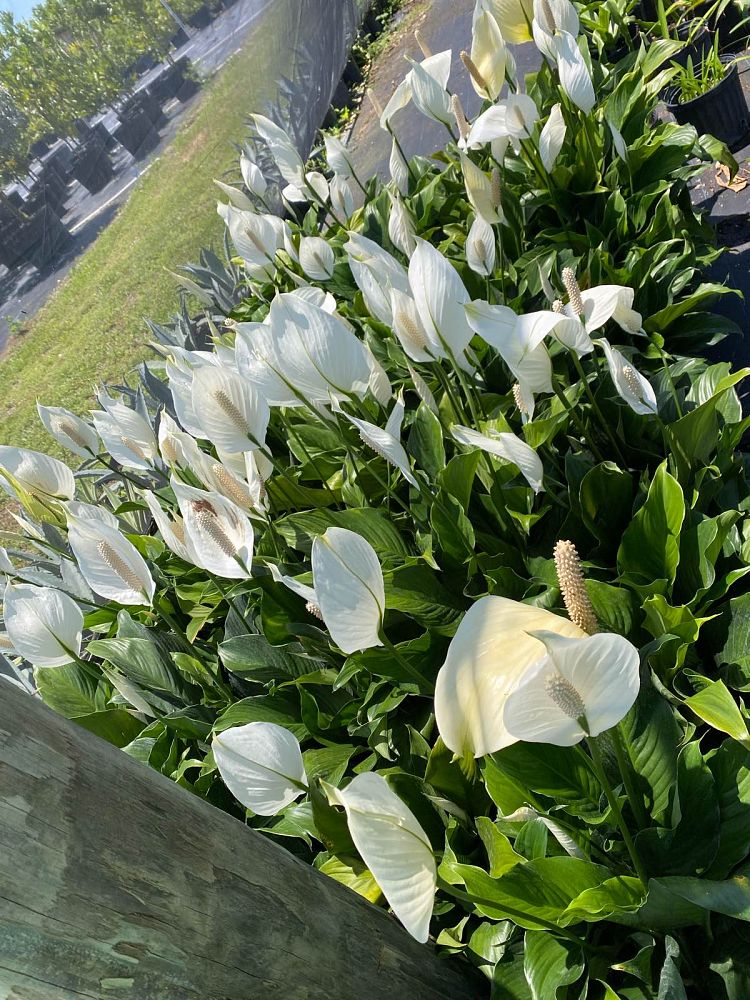 spathiphyllum-sweet-pablo-peace-lily