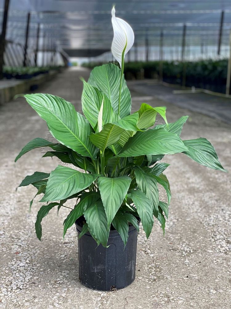 spathiphyllum-sweet-pablo-peace-lily