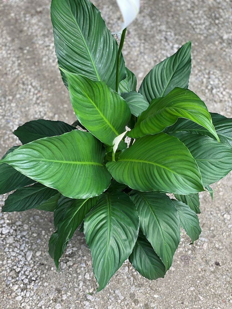 spathiphyllum-sweet-pablo-peace-lily