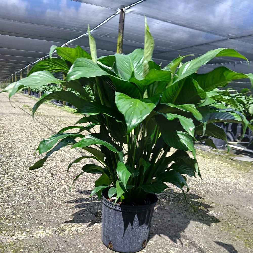 spathiphyllum-sweet-pablo-peace-lily