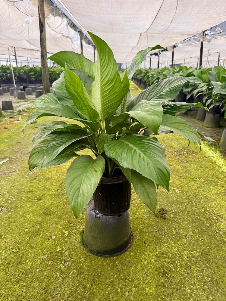 spathiphyllum-sweet-pablo-peace-lily