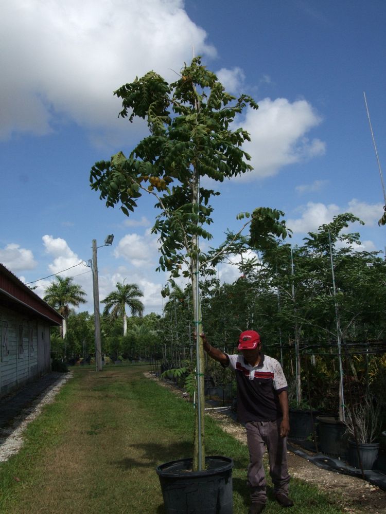 spathodea-campanulata-african-tulip-tree